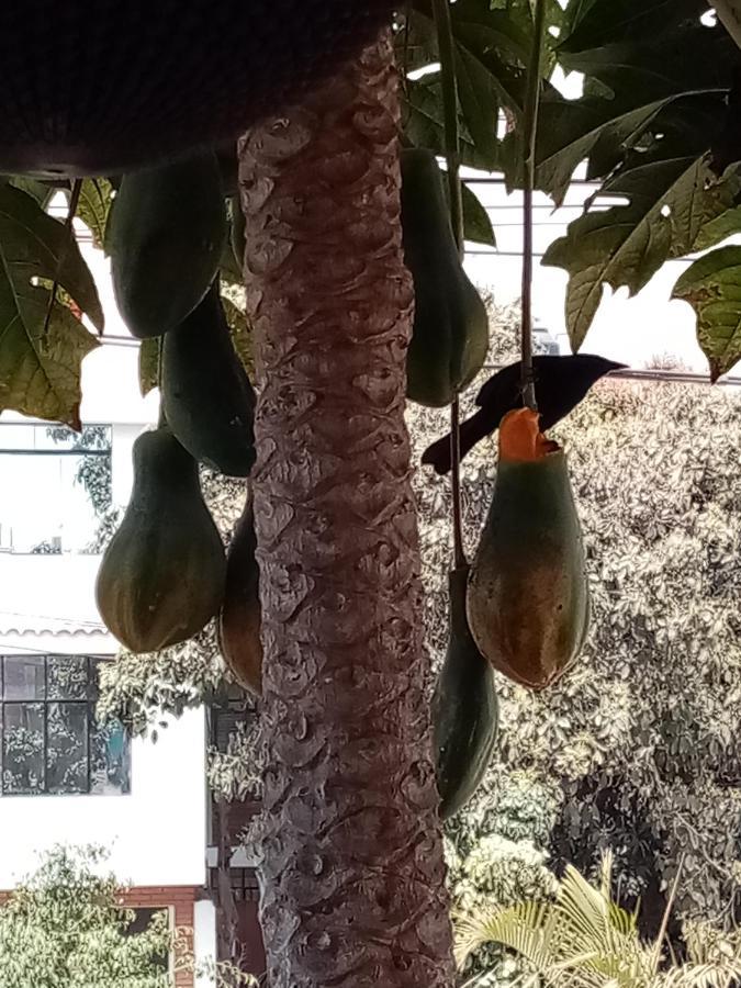 Posada Peregrinus Lima Ngoại thất bức ảnh